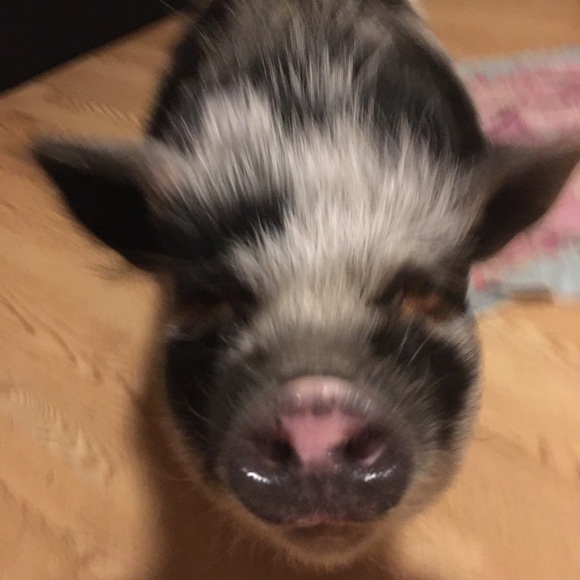 Meet your Posher, Nanci - Picture 3 of 7